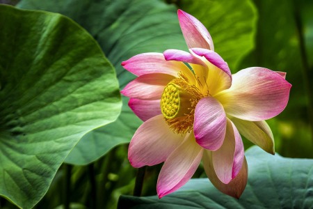 LOTUSLAND