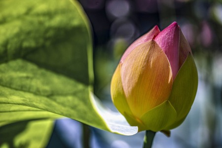 LOTUSLAND