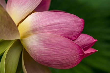 LOTUSLAND