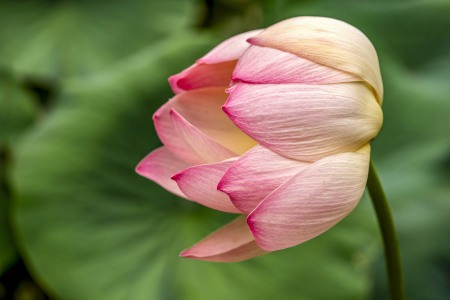 LOTUSLAND