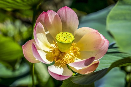 LOTUSLAND