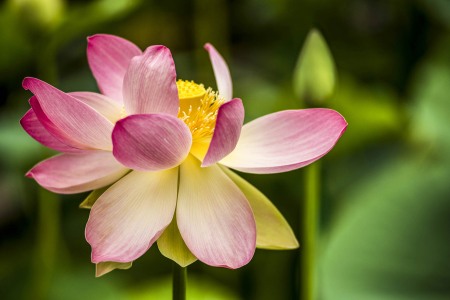 LOTUSLAND
