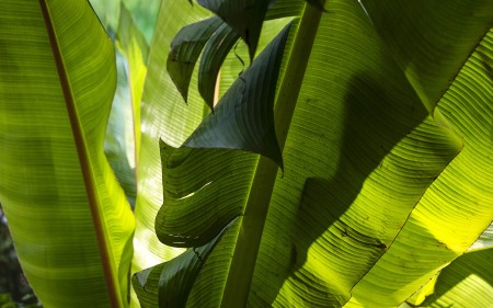 LOTUSLAND
