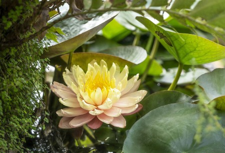 LOTUSLAND
