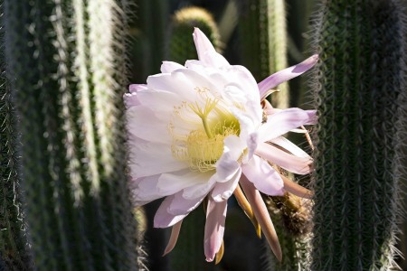 LOTUSLAND