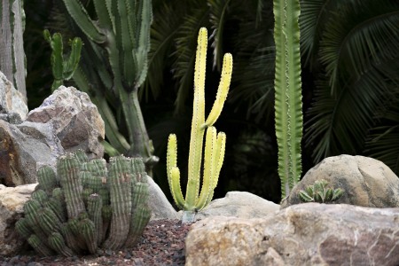 LOTUSLAND