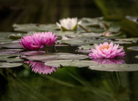 LOTUSLAND