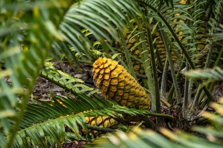 LOTUSLAND