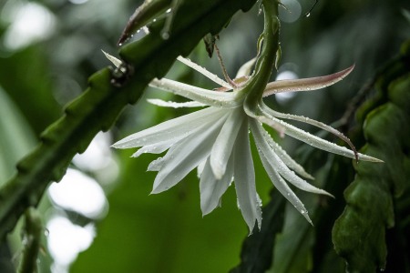 LOTUSLAND