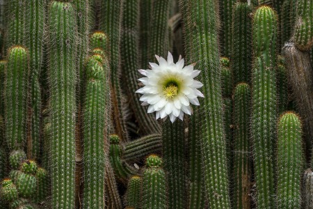 LOTUSLAND