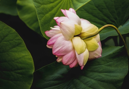 LOTUSLAND