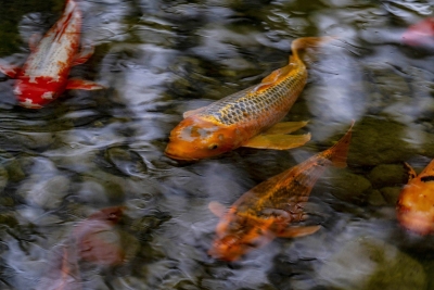 1_LOTUSLAND_FranCollinPhoto__98