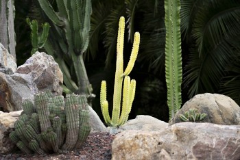 LOTUSLAND