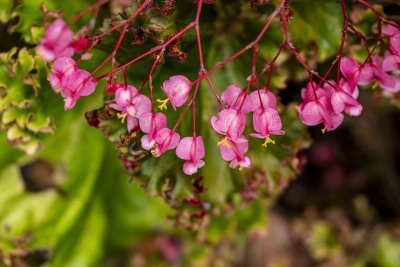 LOTUSLAND_FranCollinPhoto__108