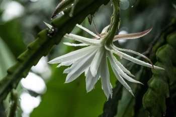 LOTUSLAND