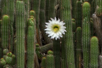 LOTUSLAND