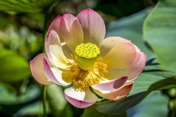 LOTUSLAND