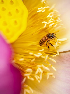 LOTUSLAND_FranCollinPhoto__67