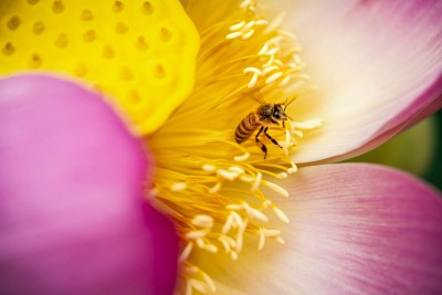 LOTUSLAND_FranCollinPhoto__67