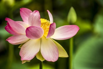 LOTUSLAND