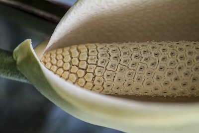 LOTUSLAND_FranCollinPhoto__78