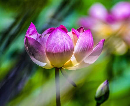 Lotusland-Calendar-2026_Final_FranCollinPhoto_-1