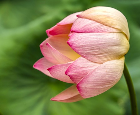 Lotusland-Calendar-2026_Final_FranCollinPhoto_-10