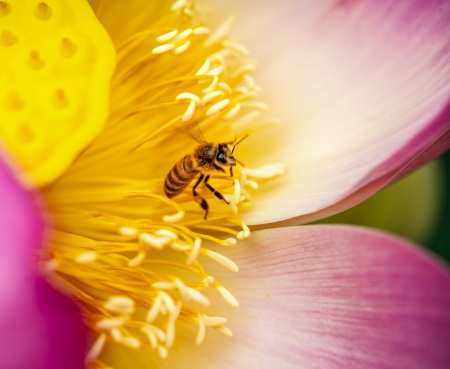 Lotusland-Calendar-2026_Final_FranCollinPhoto_-11