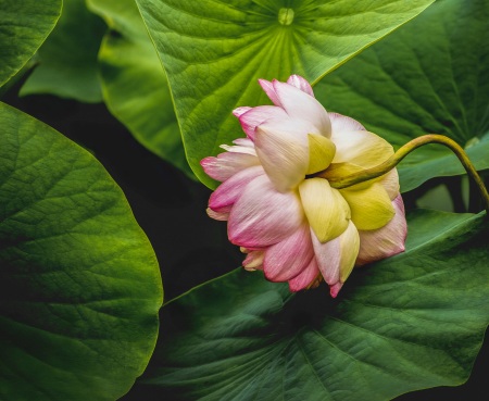 Lotusland-Calendar-2026_Final_FranCollinPhoto_-12