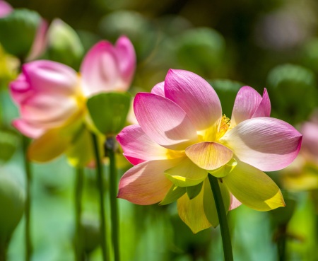 Lotusland-Calendar-2026_Final_FranCollinPhoto_-14