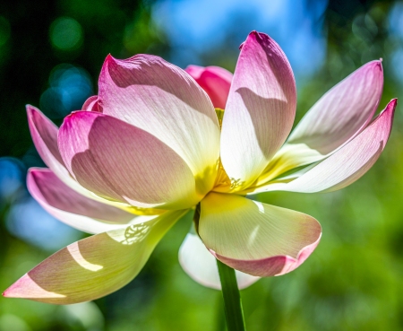 Lotusland-Calendar-2026_Final_FranCollinPhoto_-2