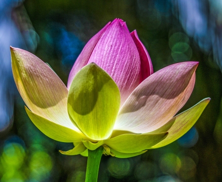 Lotusland-Calendar-2026_Final_FranCollinPhoto_-3