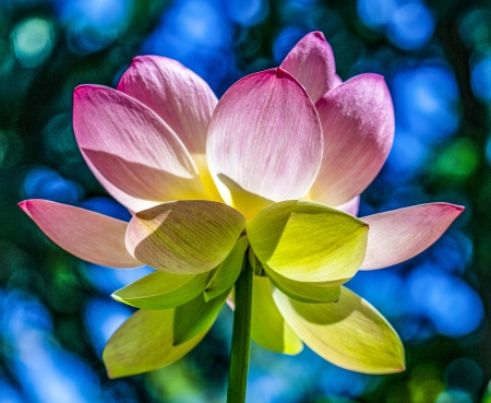 Lotusland-Calendar-2026_Final_FranCollinPhoto_-4