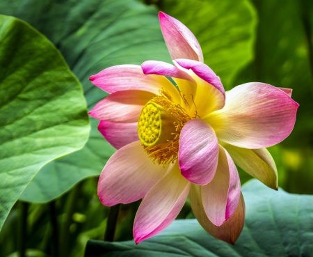 Lotusland-Calendar-2026_Final_FranCollinPhoto_-5