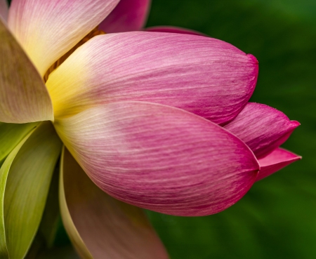 Lotusland-Calendar-2026_Final_FranCollinPhoto_-6