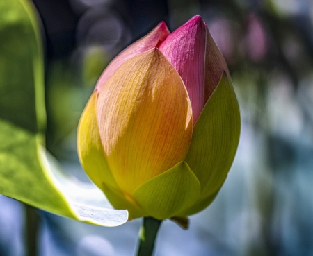 Lotusland-Calendar-2026_Final_FranCollinPhoto_-7