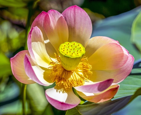 Lotusland-Calendar-2026_Final_FranCollinPhoto_-9